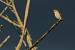 Pie-gri�che �corcheur  - Bernard Li�geois
