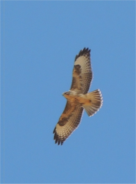 Buse variable  - Bernard & Marie-No�lle Couturaud