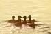 Canard colvert (Anas platyrhynchos) � Bernard Li�geois
