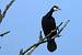 Grand Cormoran (Phalacrocorax carbo) � Bernard Li�geois