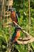 Martin-p�cheur d'Europe (Alcedo atthis) � Bernard Li�geois