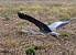 H�ron cendr� (Ardea cinerea) � Thierry Guerin