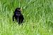 Merle noir (Turdus merula) � Colette et Alain