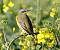 Bergeronnette printani�re (Motacilla flava) � Colette et Alain