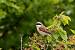 Pie-gri�che �corcheur (Lanius collurio) � Colette et Alain