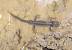 Triton alpestre (Ichthyosaura alpestris) � Alexandre Roux