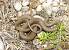 Couleuvre verte et jaune (Hierophis viridiflavus) � Alexandre Roux