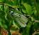 Gaz� (Aporia crataegi ) � Christian Fregat