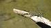 Gomphe � pinces septentrional  - Andr� Lamy