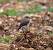 Traquet motteux (Oenanthe oenanthe) � Pierre Crouzier