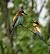 Gu�pier d'Europe (Merops apiaster) � Pierre Crouzier