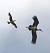 Cigogne noire (Ciconia nigra) � Pierre Crouzier
