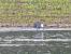 Aigrette hybride garzette x des r�cifs (Egretta garzetta x gularis) � Bernard Sonnerat