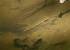 Triton palm� (Lissotriton helveticus) � Fabrice Capber