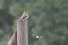 Gobemouche gris (Muscicapa striata) � Adrien Wehrl�
