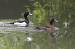 Fuligule morillon (Aythya fuligula) � Adrien Wehrl�