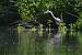 H�ron cendr� (Ardea cinerea) � Adrien Wehrl�