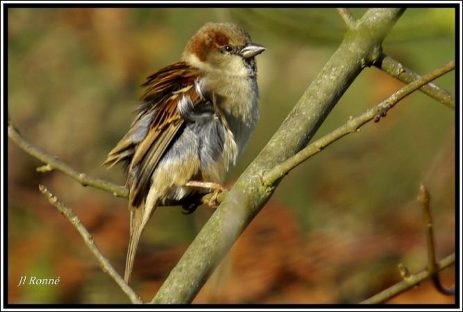 Moineau domestique - � Jean-Luc Ronn�