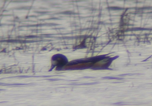 Canard de Chilo� - � Emmanuel S�chet
