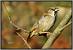 Moineau domestique - � Jean-Luc Ronn�