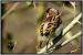 Moineau domestique - � Jean-Luc Ronn�