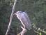 Bihoreau gris - � Emmanuel S�chet