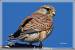 Faucon cr�cerelle (Falco tinnunculus) � Jean-Luc Ronn�