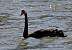 Cygne noir (Cygnus atratus) � Philippe Siriot