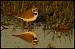 Petit Gravelot (Charadrius dubius) � Christophe Ronn�