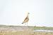 Combattant vari� (Philomachus pugnax) � Martine Pion