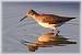 Chevalier culblanc (Tringa ochropus) � Jean-Luc Ronn�