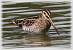B�cassine des marais (Gallinago gallinago) � Jean-Luc Ronn�