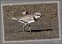Petit Gravelot (Charadrius dubius) � Jean-Luc Ronn�