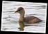 Gr�be castagneux (Tachybaptus ruficollis) � Jean-Luc Ronn�