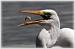 Grande Aigrette (Casmerodius albus) � Jean-Luc Ronn�