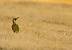 Pic vert (Picus viridis) � Philippe Siriot