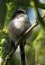 M�sange � longue queue (Aegithalos caudatus) � auteur&nbsp;non&nbsp;diffus&eacute;