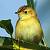 Cisticole des joncs (Cisticola juncidis) � auteur&nbsp;non&nbsp;diffus&eacute;
