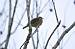 Pipit farlouse (Anthus pratensis) � Martine Pion