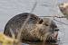 Ragondin (Myocastor coypus) � auteur&nbsp;non&nbsp;diffus&eacute;