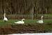 Cygne tubercul� (Cygnus olor) � auteur&nbsp;non&nbsp;diffus&eacute;