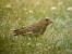 Verdier d'Europe (Carduelis chloris) � Matthieu Naullet