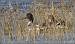 Canard pilet (Anas acuta) � Jean-Luc Ronn�