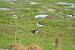 Vanneau hupp� (Vanellus vanellus) � Maxime Dup�