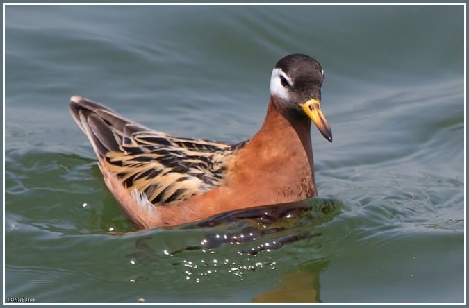 Phalarope � bec large  - Jean-Luc Ronn�