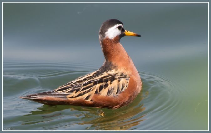 Phalarope � bec large  - Jean-Luc Ronn�