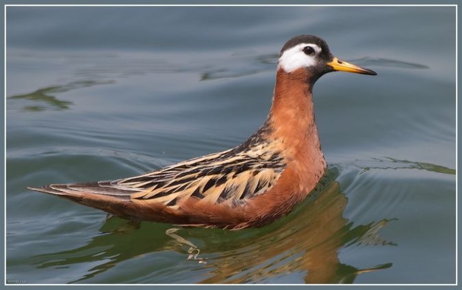 Phalarope � bec large  - Jean-Luc Ronn�