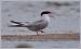 Sterne pierregarin (Sterna hirundo) � Jean-Luc Ronn�
