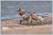 B�casseau maub�che (Calidris canutus) � Jean-Luc Ronn�