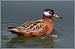 Phalarope � bec large  - Jean-Luc Ronn�